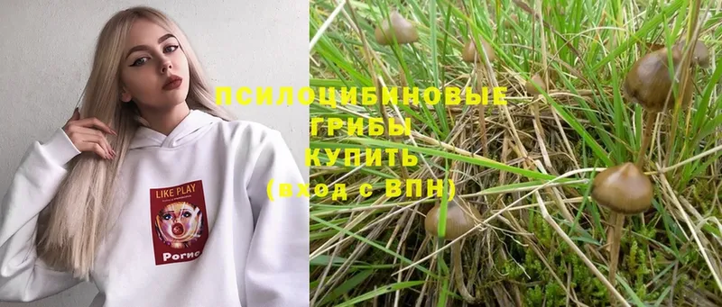 Галлюциногенные грибы Psilocybe  цена   Унеча 